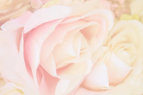 Soft focus of roses flower on sweet color — Stock Photo, Image