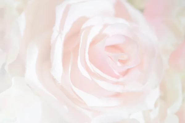 Mjukt fokus av rosor blomma på söt färg — Stockfoto