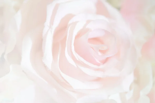 Soft focus of roses flower on sweet color — Stock Photo, Image