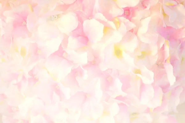Soft Focus Sea... van rozen bloem op zoete kleur — Stockfoto