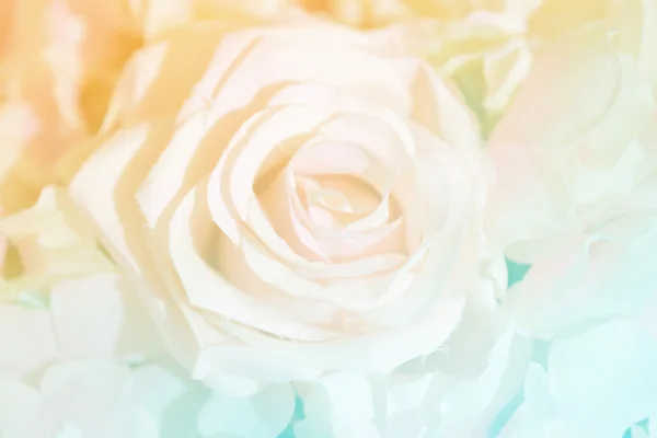 Soft focus of roses flower on sweet color — Stock Photo, Image