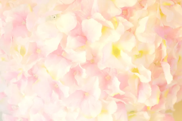 Lágy fókusz-Rózsa virág édes színes — Stock Fotó