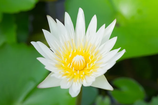 Blühender weißer Lotus — Stockfoto