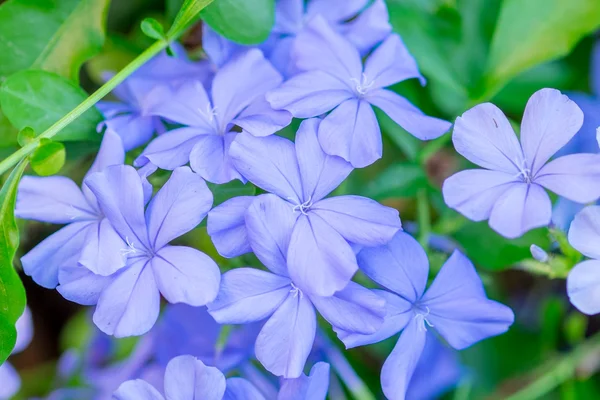 Bel mantello azzurro cielo leadwort — Foto Stock