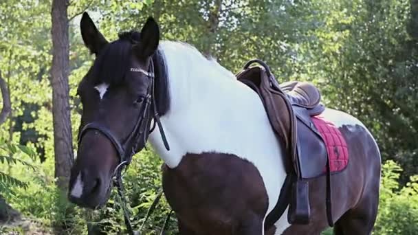 Saddle on the horse — Stock Video