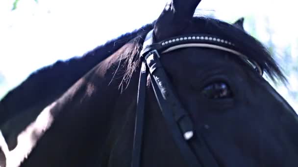 Красивые глаза лошади — стоковое видео