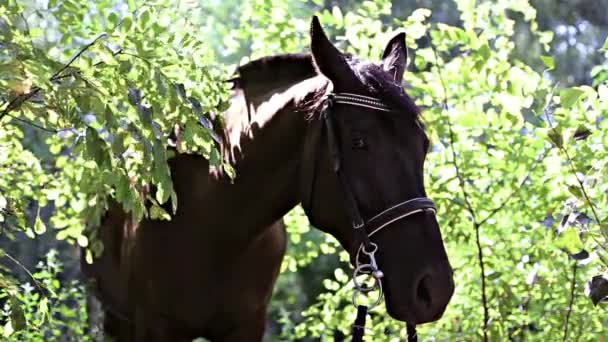 Tre hästar i bushen — Stockvideo