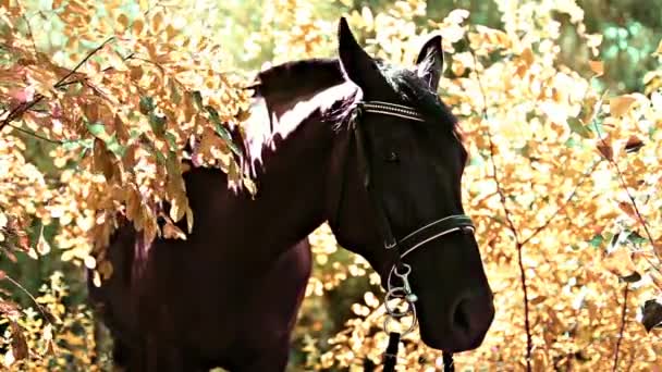 Cheval en feuilles d'automne jaunes — Video