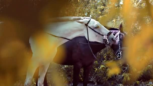 Коні пасуться восени — стокове відео