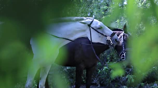 Tres caballos en el monte — Vídeo de stock