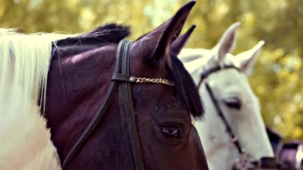 Trois chevaux dans les arbres — Video