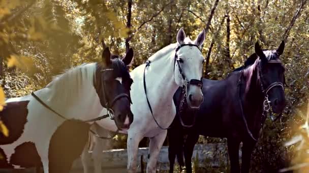 Três cavalos em folhas de outono amarelas — Vídeo de Stock