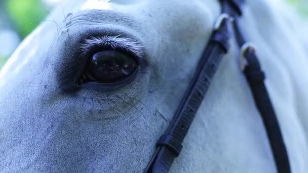 Belos olhos de cavalo — Vídeo de Stock