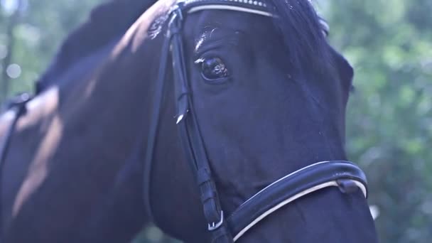 Yeux de cheval 