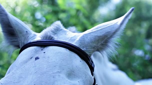 Orejas de caballo blanco — Vídeo de stock