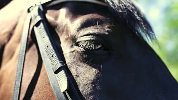 Красивые глаза лошади — стоковое видео