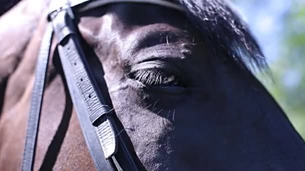 Beautiful eyes of horse — Stock Video