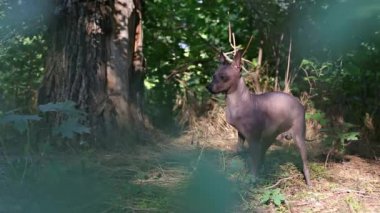köpek bahçede oynarken