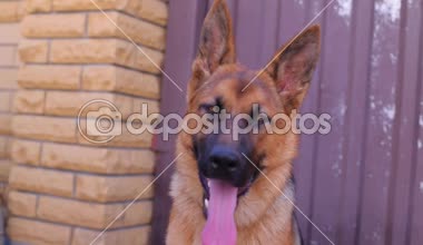 İçinde belgili tanımlık yarda etrafa çoban