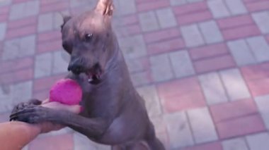 köpek bahçede oynarken