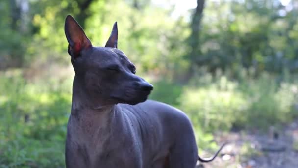 Hond loopt op aard — Stockvideo