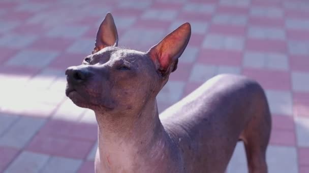 Perro mira la cámara en el patio — Vídeo de stock