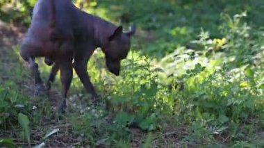 doğa parkında işeyen köpek