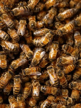 Bal arıları doğal bir böcek kolonisi içinde detaylı bir doku oluşturuyorlar.