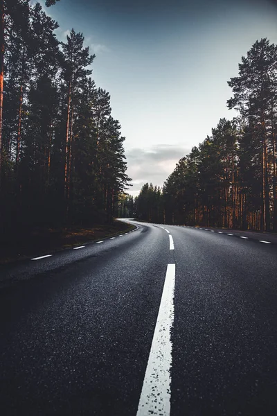 Road Ever You Wish Toad Swedish Forest — Stock Photo, Image