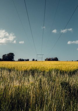 Elektrik hatları çiftçi arazisi üzerinden yeşil elektrik taşıyor.