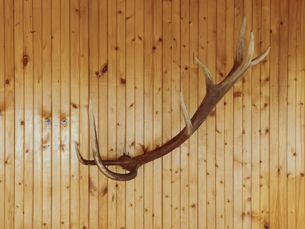 Horns on the wall. Antlers from a huge stag mounted on wood board.