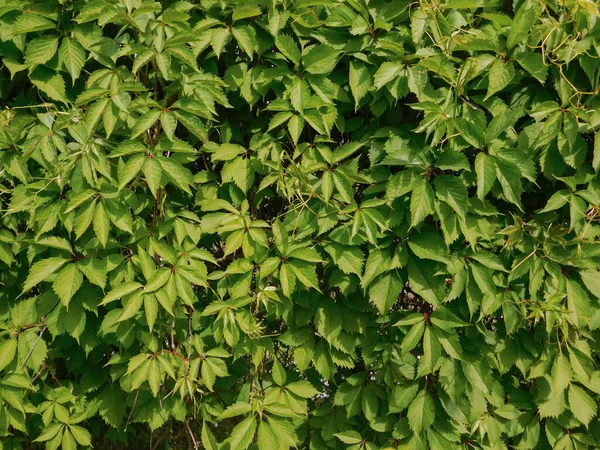 野生葡萄叶墙 美丽的自然背景 绿叶繁茂 — 图库照片