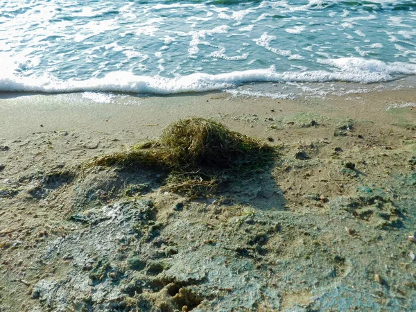 Gekleurde Algen Het Wateroppervlak Bloeiend Water Als Achtergrond Textuur — Stockfoto