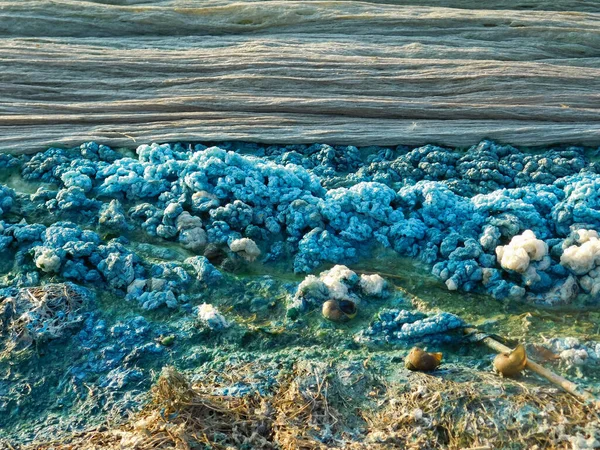 청록색 Cyanobacteria 안개와 해로운 해조류의 — 스톡 사진