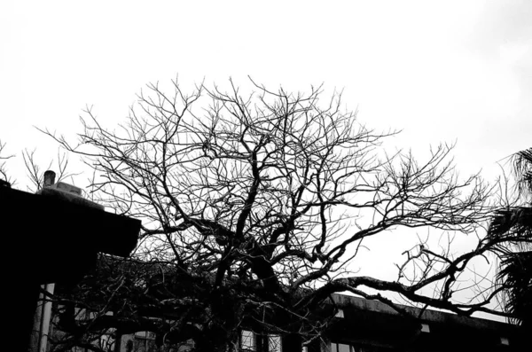 Ağaç Yapraksız Dallar Beyaz Gökyüzü Arka Planında Siyah Meşe Ağacı — Stok fotoğraf