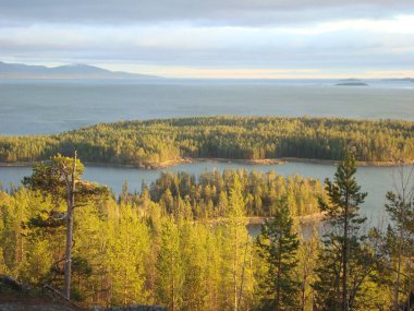 nature,island,the bay,pine trees