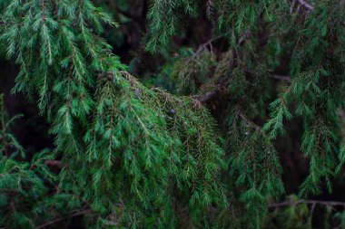 Küçük böğürtlenli güzel ardıç