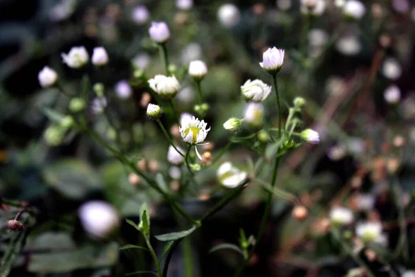 Eine alte welke Kamille mit kleinen Blütenblättern und einem großen grünen Stiel im Wald vor grünem Gras. Spätsommerliche Atmosphäre in der Steppe — Stockfoto