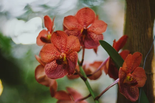 Flor Jardín Botánico — Foto de Stock