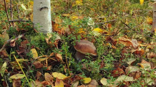 Glänta Skogen Med Vit Mossa Och Tranbär Gran Grenar — Stockvideo