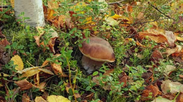 Claro Bosque Con Musgo Blanco Arándanos Ramas Abeto — Vídeos de Stock