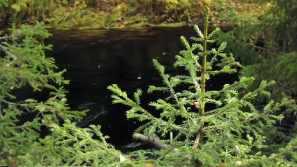 Bosque Río Negro Con Abeto Orilla — Vídeos de Stock