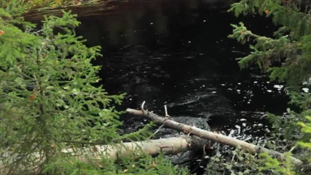 Río Bosque Negro Con Pinos Caídos Orilla — Vídeos de Stock