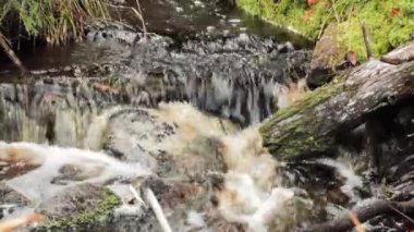 Beyaz köpüklü orman deresi, kayalarda ve odunlarda yosun.