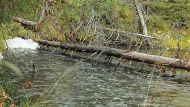 Pino Caído Través Bosque Río Negro Con Banco Hierba — Vídeos de Stock