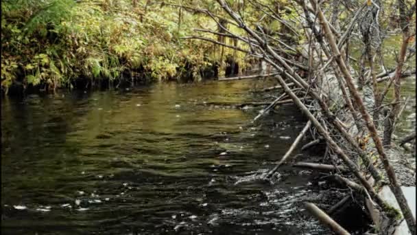 Een Gevallen Pijnboom Een Zwarte Bos Rivier Met Een Bank — Stockvideo