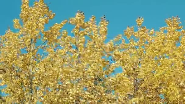 秋天的叶子在风中沙沙作响 — 图库视频影像