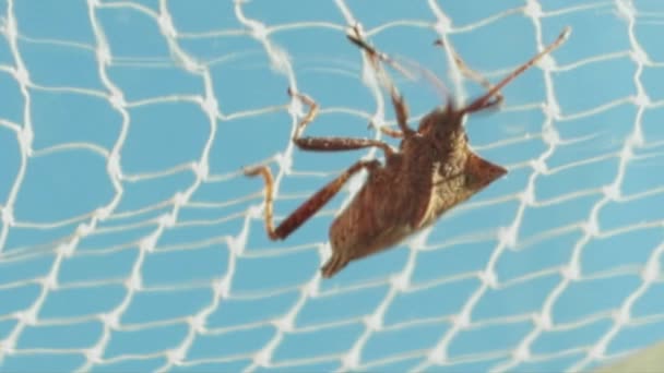 Pflanzenfresser Eines Käfers Weißem Gitter Vor Blauem Hintergrund — Stockvideo