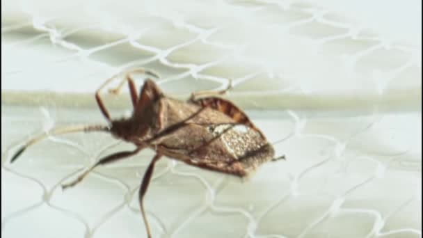 Ein Pflanzenfressender Käfer Kriecht Auf Einem Weißen Gitter Der Nähe — Stockvideo