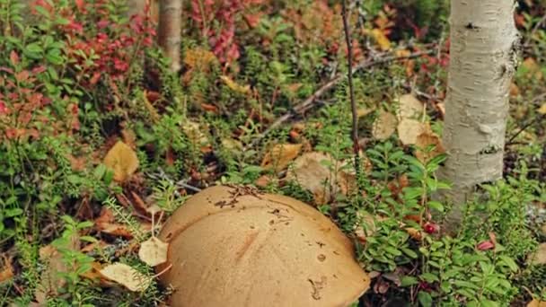 一种白色苔藓和越橘中的大蘑菇帽 — 图库视频影像